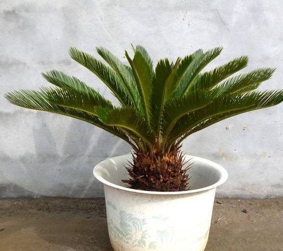 原创它的别名可真多造型好气势更蓬勃怎么制作苏铁盆景