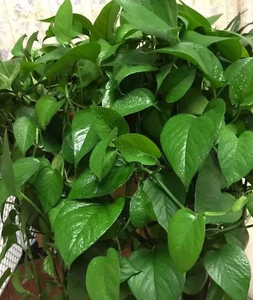 花友_叶子_环境