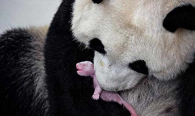 原创因自家羊被咬死怒杀大熊猫卖79斤肉的云南村民最后怎样了