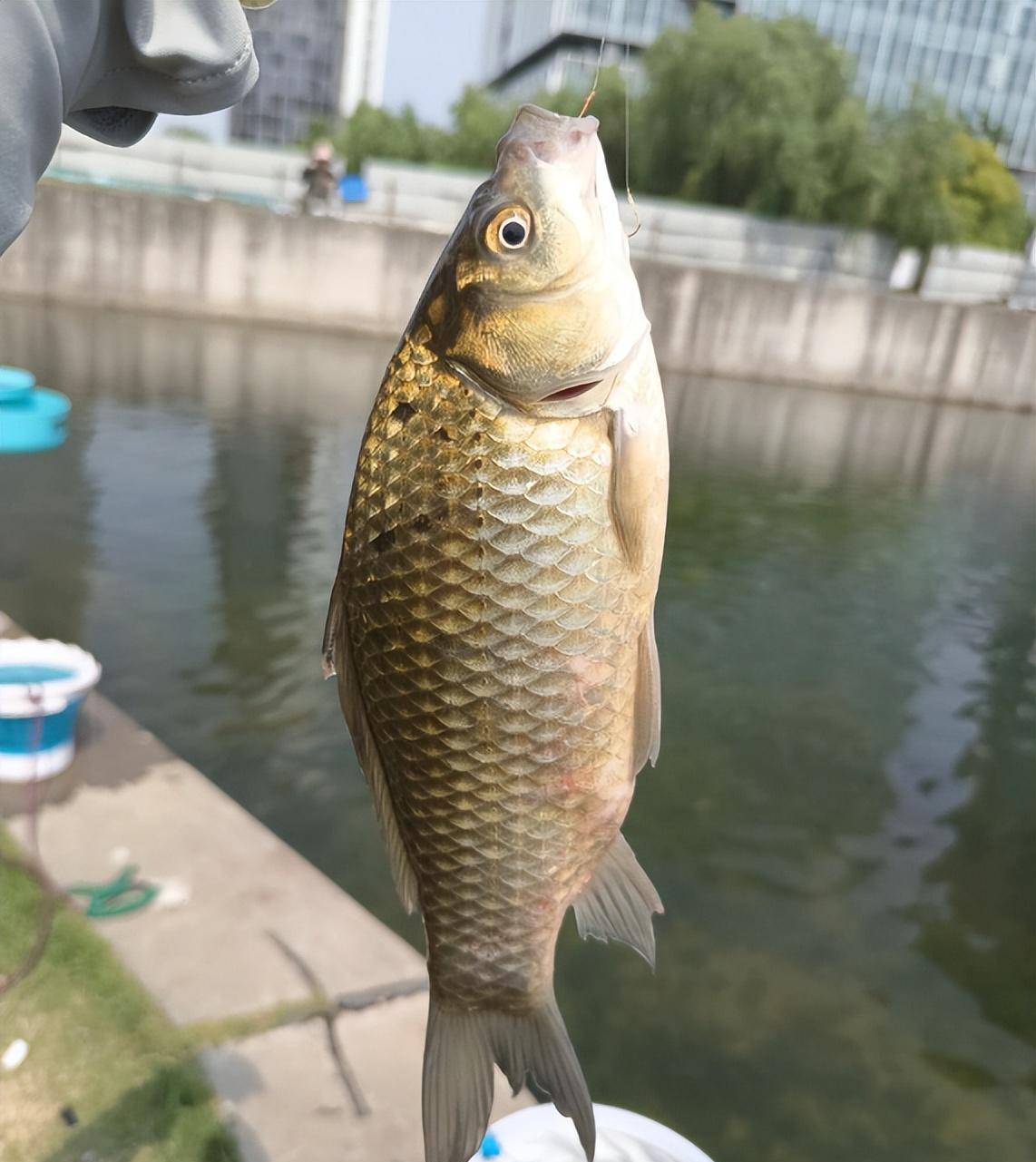 原创春季野钓鲫鱼饵料对路最新的学会了诱鱼钓鱼快人一步