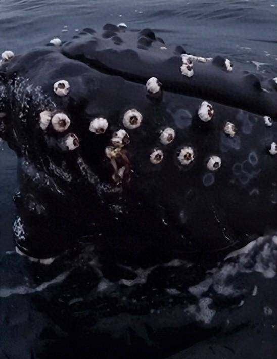 20张诡异的生物图:单眼双瞳鲨鱼,只有一只眼睛,却有两个瞳孔