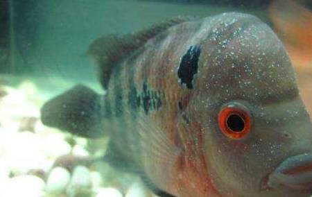 原创观赏鱼的白点病防治有妙招请收藏好观赏鱼的白点病不用愁