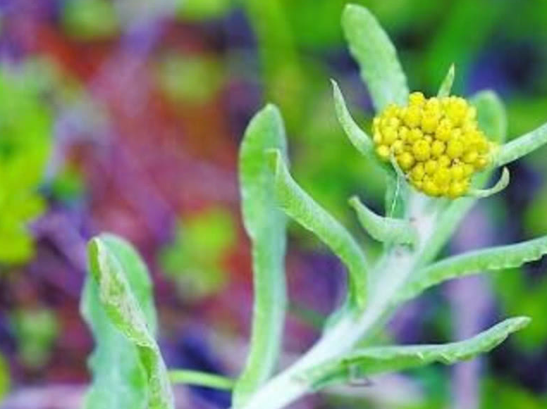 里制作清明的特色美食,就比如客家人做的清明糍粑,潮汕人做的鼠壳 