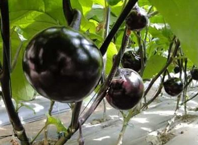 毕竟绝大数人知道的番茄都是红的,一下子见到黑色的番茄,大家都以为