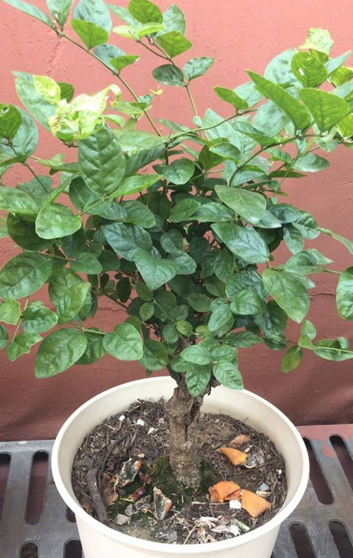 原创入春养茉莉修剪重头戏2处必修爆芽爆花功劳大