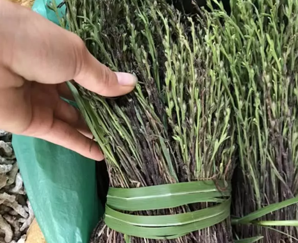 在农村,这种独角金草经常生长在农作物的旁边,比如玉米,小麦,高粱等