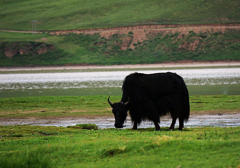 牦牛_生活_青藏高原