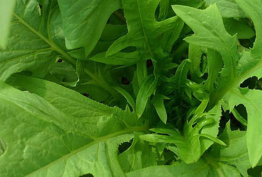 原创农村这种野菜曾经被称为穷人菜现在却十分受人欢迎