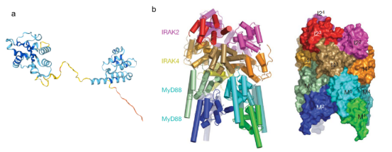 免疫系统通讯员髓分化因子88myd88