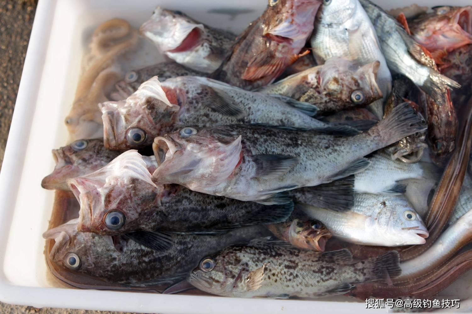 原创初春哪种海鱼最好钓初春最好钓的4种海鱼