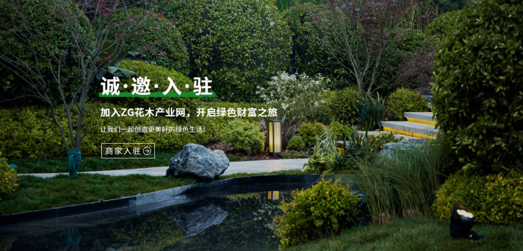 彩叶苗木是近几年行业内一致认同的热点,但传统的绿化苗木品种仍然会