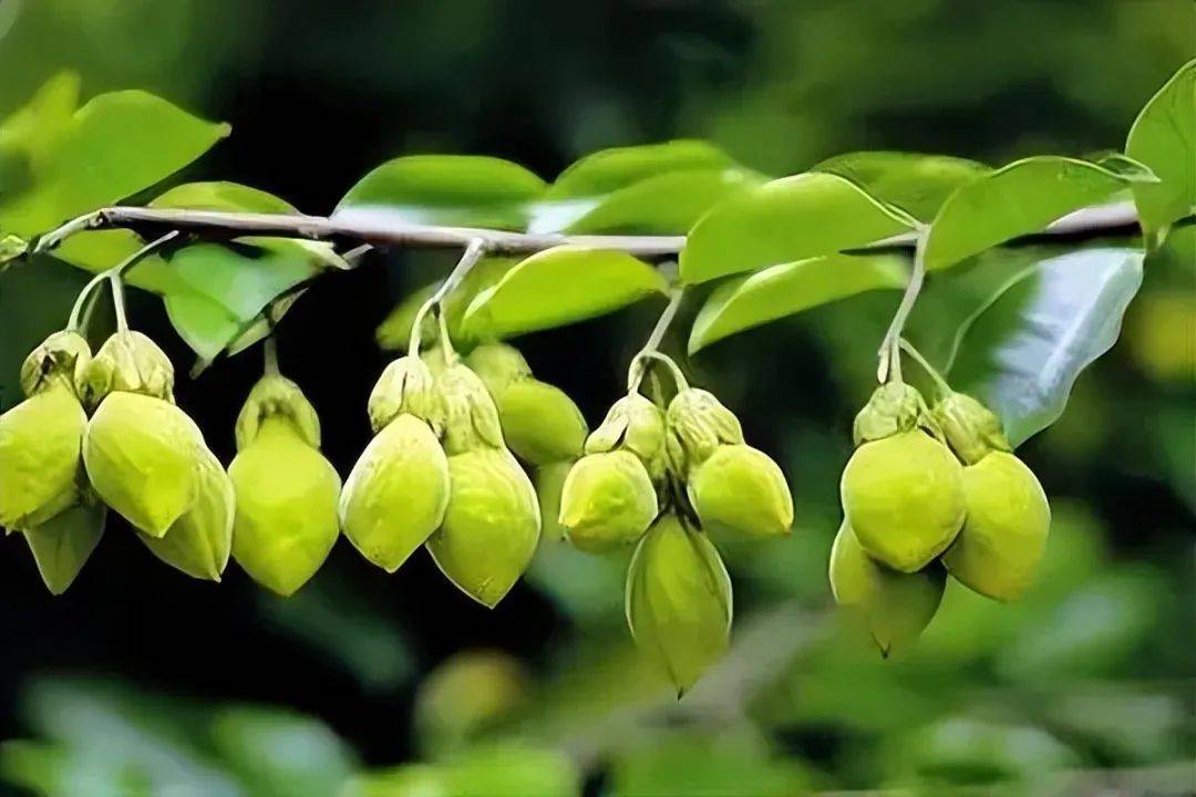 原创火山奇迹来自火山的水培养绝美珍稀植物黄心小白花美态惊艳