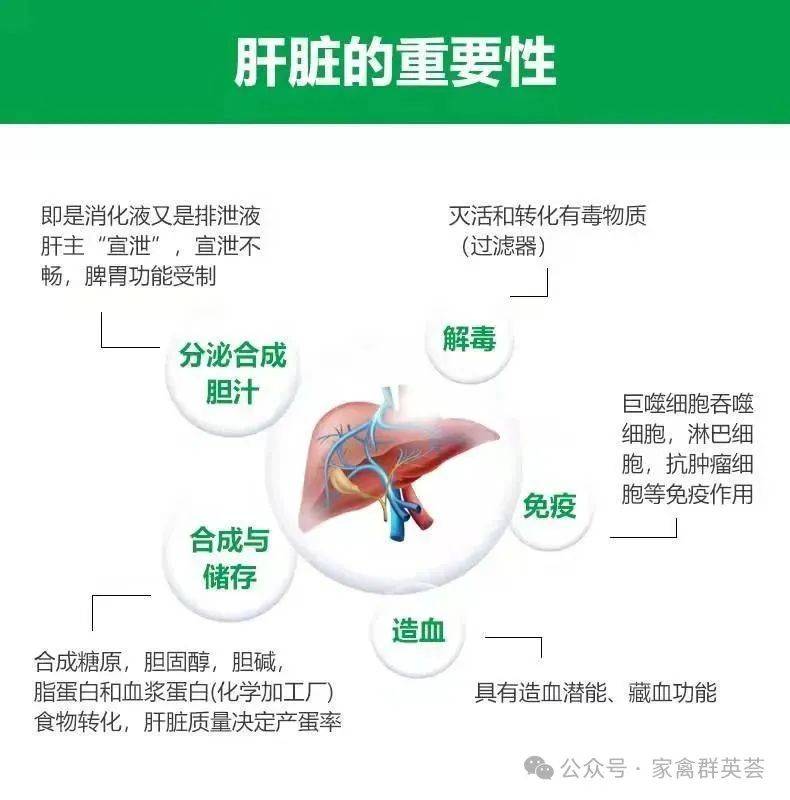 我们为什么强调蛋鸡春季要保肝原因就在文章里