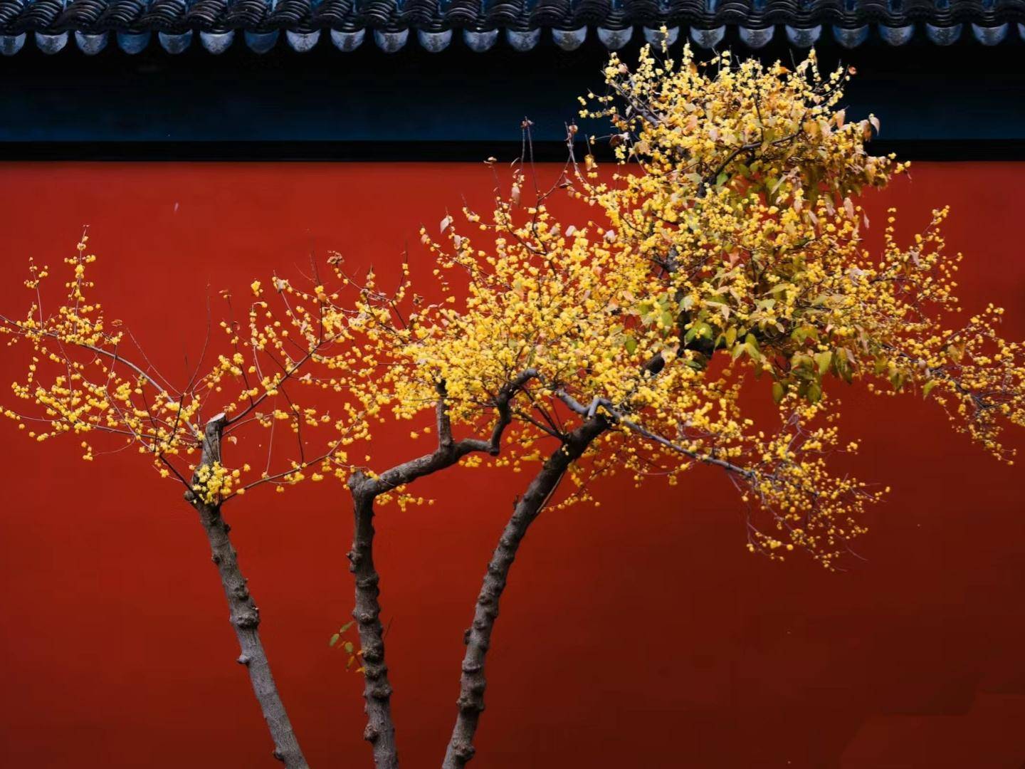 浙江活了1400年的梅花太有禅意走红