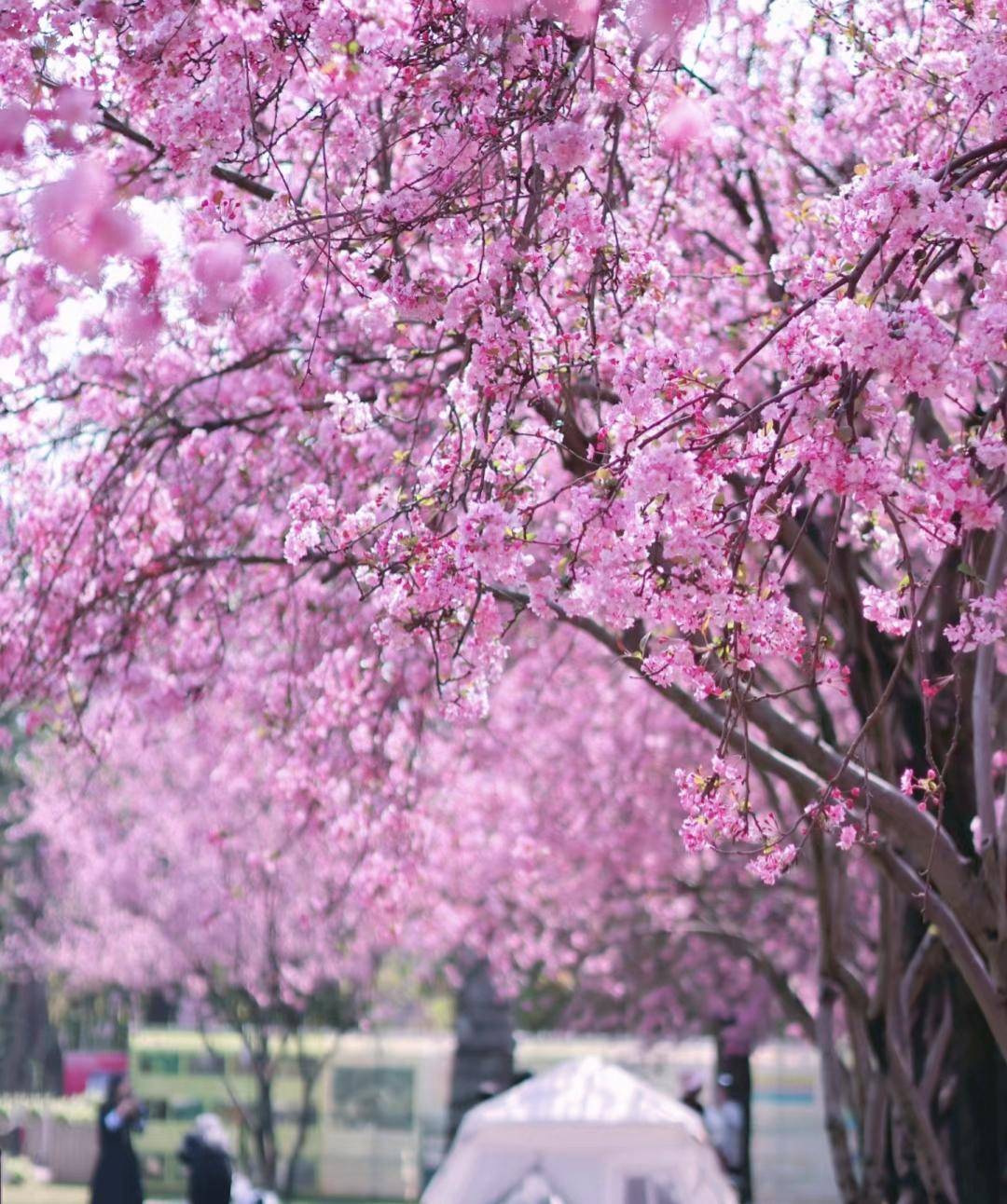 云南一种花因"花色太美"为"百花之尊"_海棠花_http_html