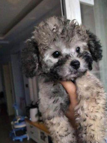 原创网友花3000买纯种泰迪发朋友圈后反被人嘲笑泰迪还长胡子吗