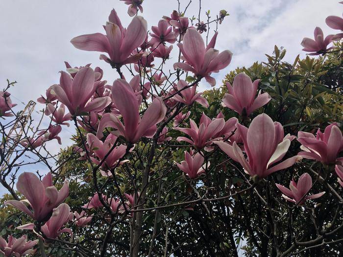 辛夷的功效及作用