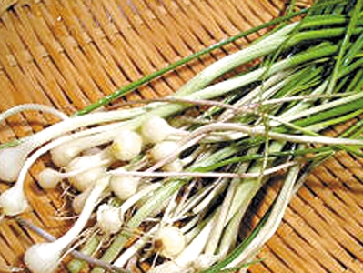 原创春天最全野菜罗列上你认识几种呢觉得哪种最好吃