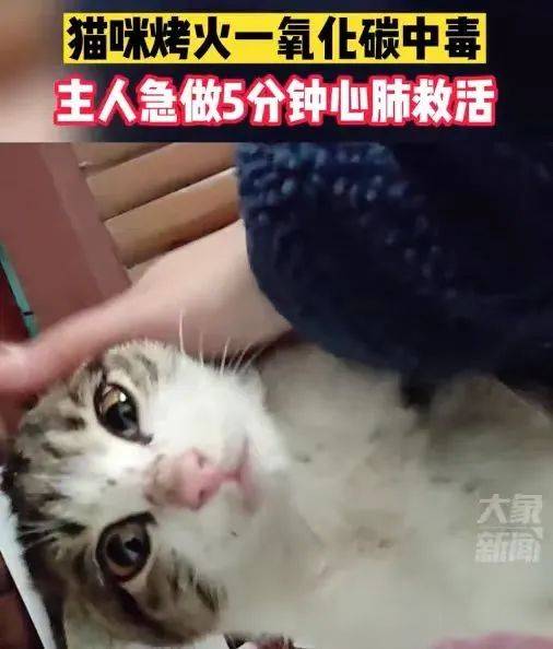 这不就有小猫因为烤火而一氧化碳中毒,主人做了5分钟心肺复苏才救活.