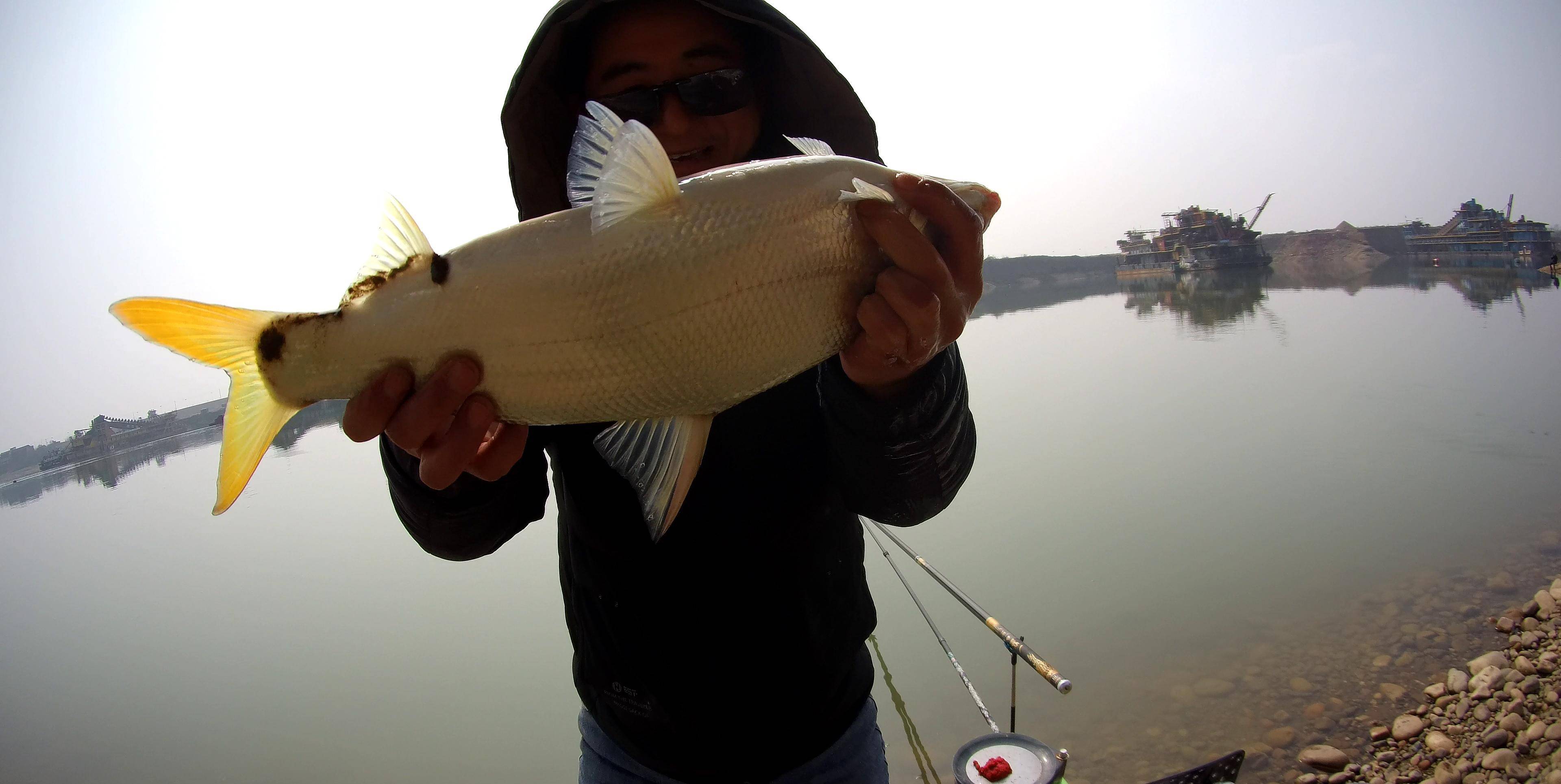 春季野钓拉力担当大黄尾个头不大拉力强呜呜的感觉