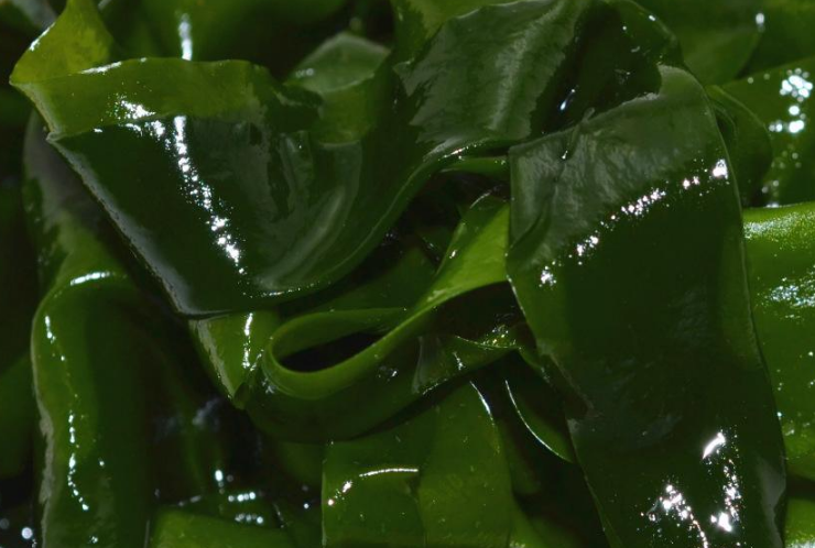 吃1斤它,等于10斤芹菜,6斤四季豆,仅2元一斤,家家吃得起_萝卜_食物_海