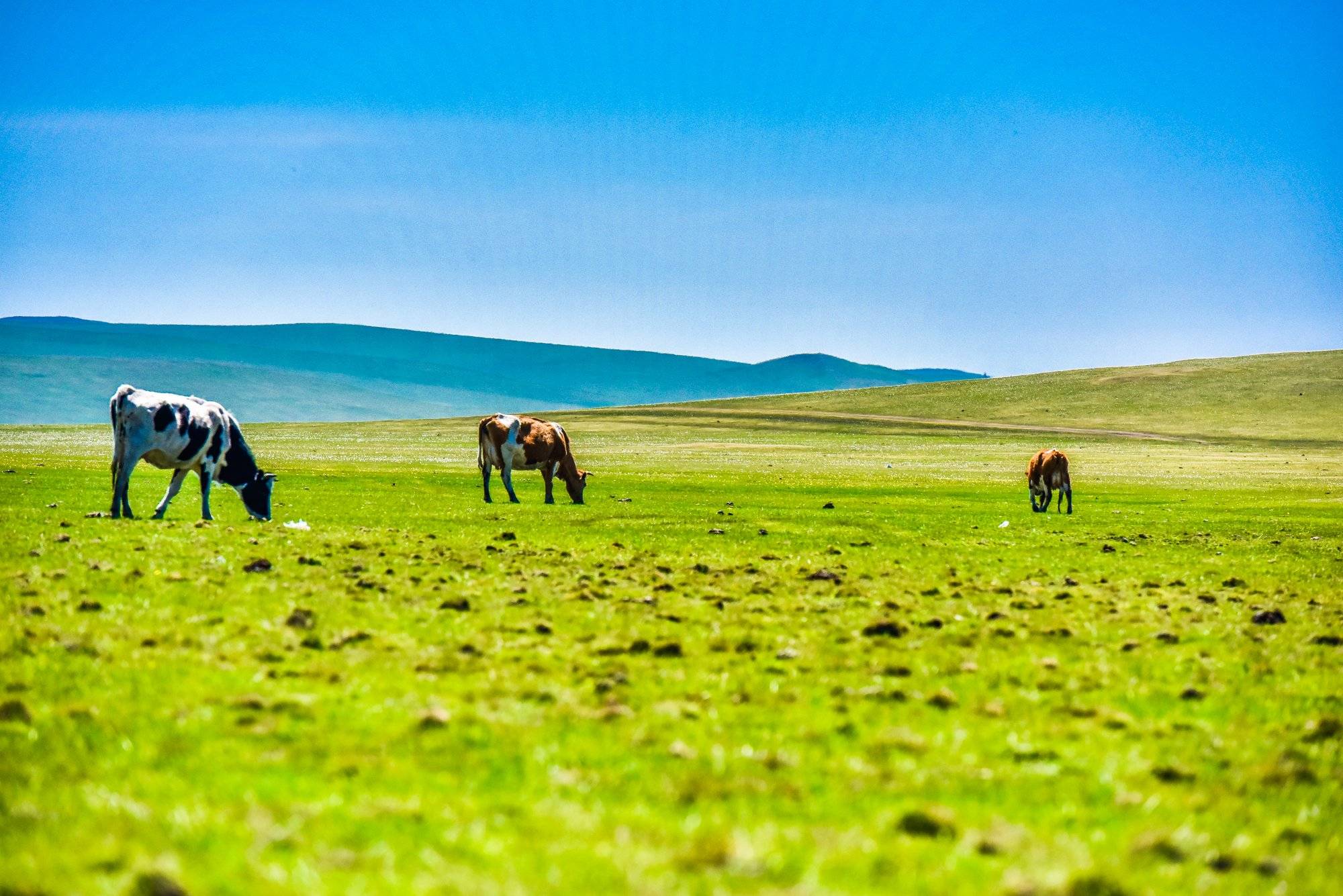 一个人去内蒙古敕勒川玩四天花费,独自去蒙古部落旅游攻略4天_草原