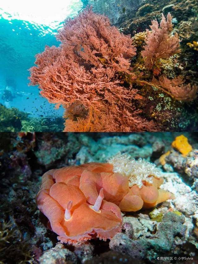 民航联盟严重危机全球珊瑚或在50年内消失再不看就真没了