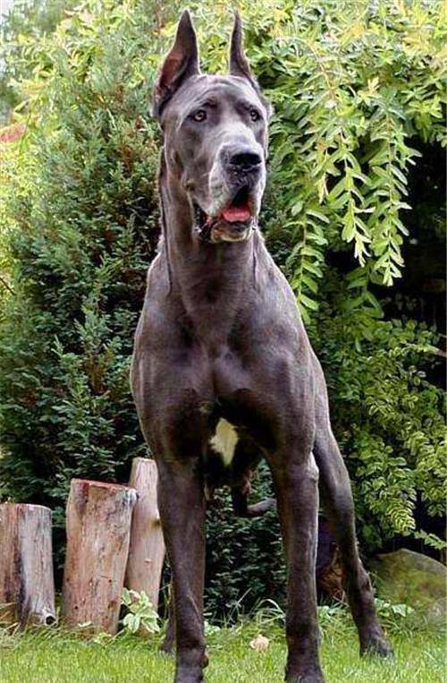 原创美国最传奇监狱狗因杀猫被判终身监禁一人杀322人却没判死刑