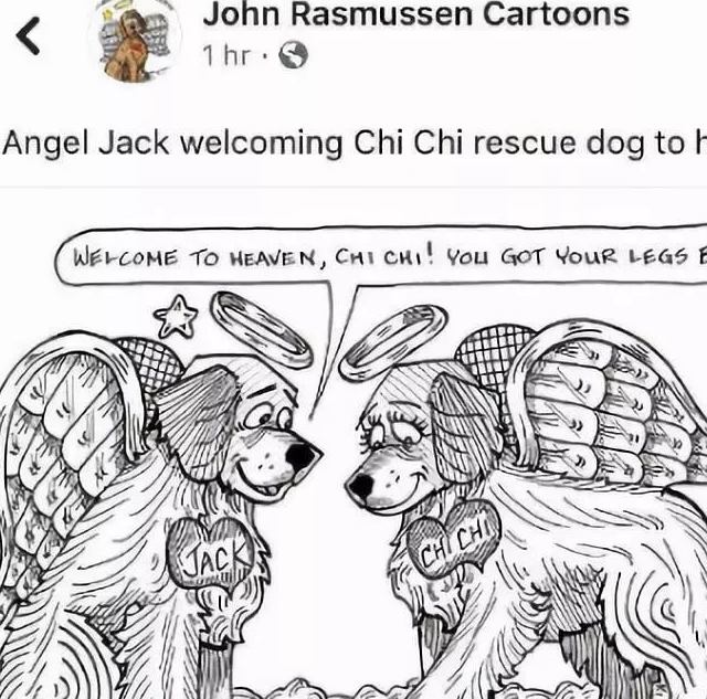 原创金毛生前曾受到虐待但它乐观向上的精神却一直影响着人们