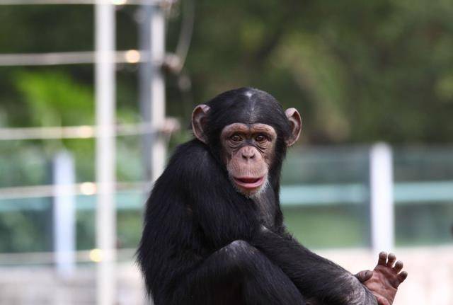 原创美国一只黑猩猩基因异变手指已和人一样持续进化能成人类吗