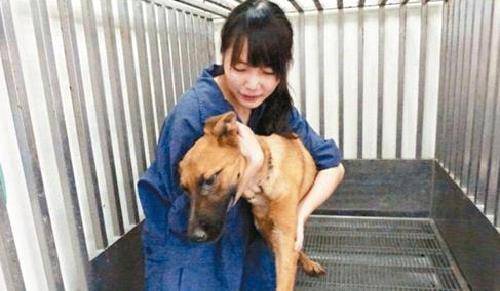 简稚澄给700条狗安乐死遭爱狗人士网暴后注射安乐死药自杀
