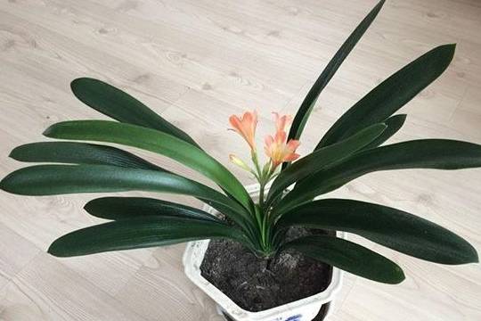 叶子都是常绿的,可以有很高的观赏价值,让人不禁想象一下,等到君子兰