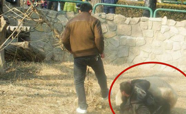 如果大熊猫伤人了会被击毙吗饲养员你以为国宝是白叫的