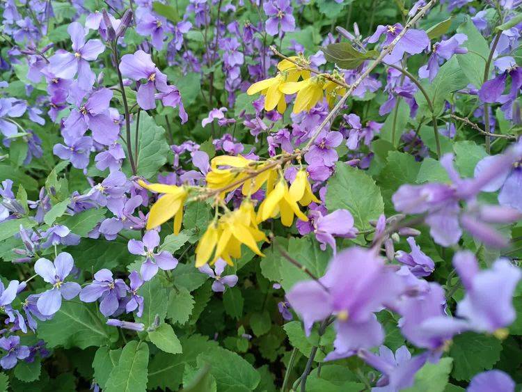 原创微风轻抚玉兰树掀落庭帘一卷珠七绝晨露外六首