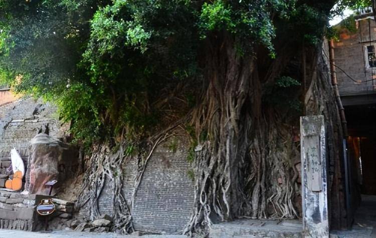 佛山有一株"神树",长在1300°的古灶上,越烧柴火长得越茂盛