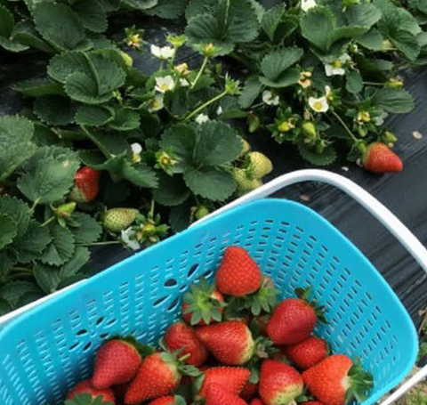 因男友工作太忙,约会行程取消,女友这样做,网友:娶了吧_草莓_旅游