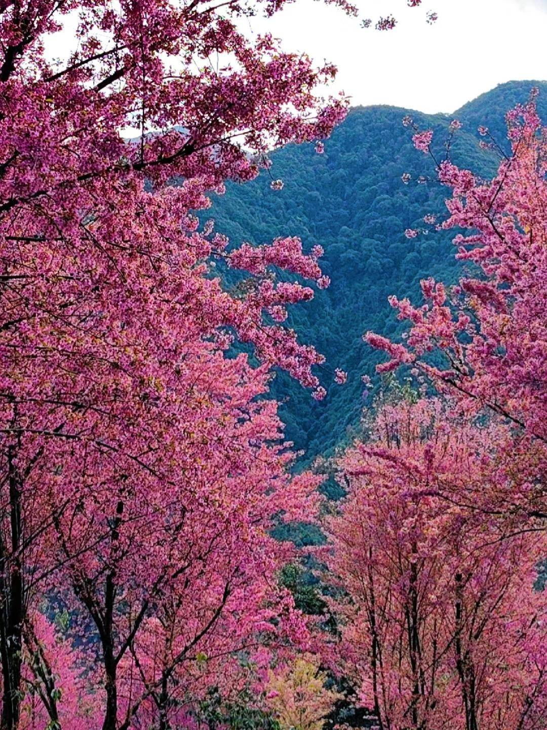 玉溪玉山城樱花图片