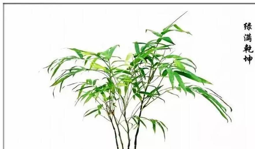 原创路边的石头野草带回家种盆里长成的盆景比文竹还好看