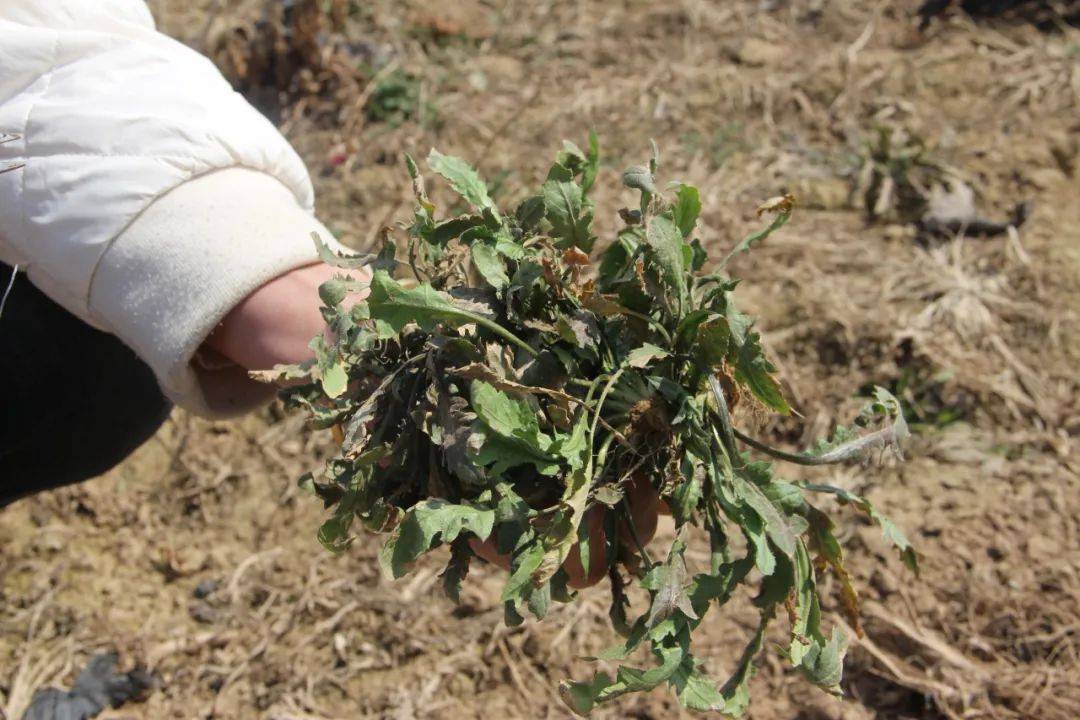 【新闻】尚尧农业挖野菜,新品美食即将上线_大自然_美味_菜品