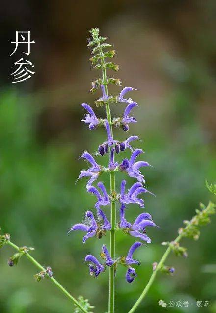 肌营养不良患者,中药配方中茯苓,山药,山芋肉的治病因素是什么