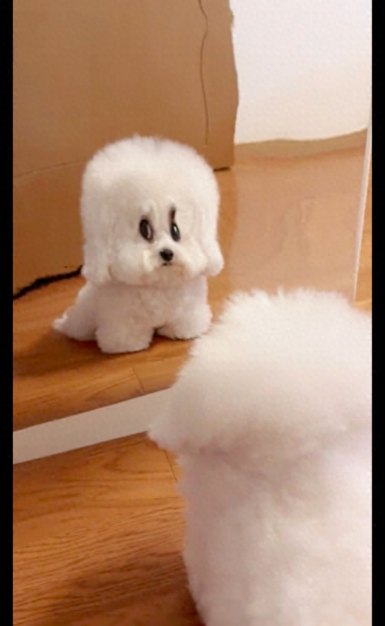 小狗第一次照哈哈镜都有点怀疑狗生了为什么我长得七零八碎的