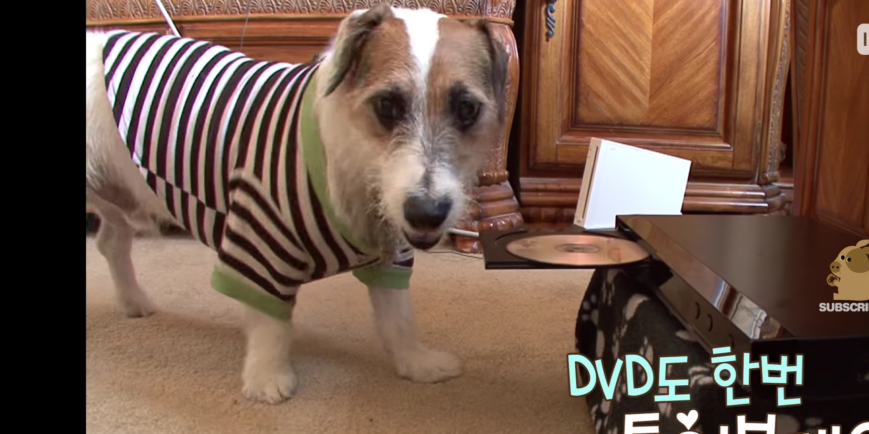 原创有了这样一只狗家里保姆都不用请了十项全能干啥啥行