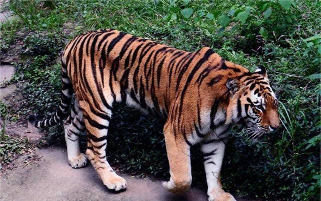 原创当年我国放养到非洲大草原上的两只华南虎后来生活得怎样