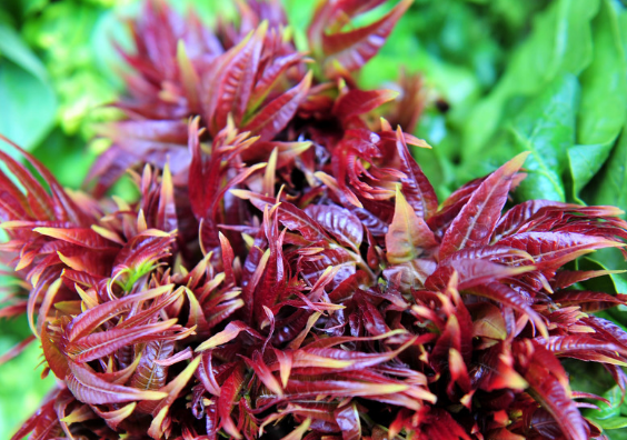 阳春三月,又快到吃香椿的季节,经常吃一点香椿,有哪些好处呢?_功效_物