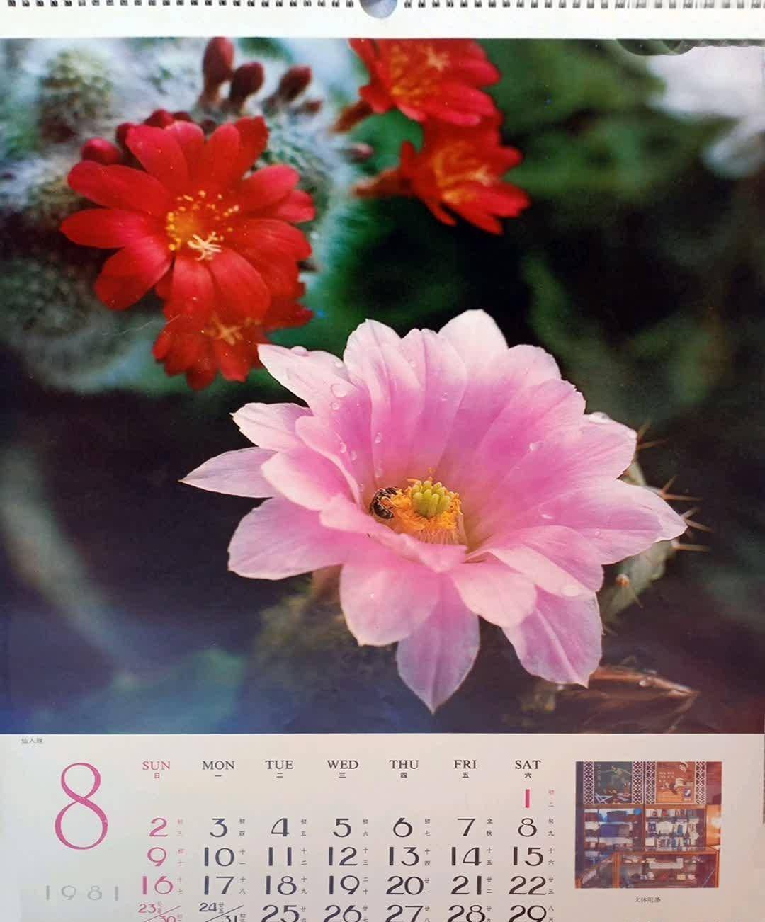 原创1981年挂历画封面人物李仁堂周晓兰女歌手张瑜赵娜