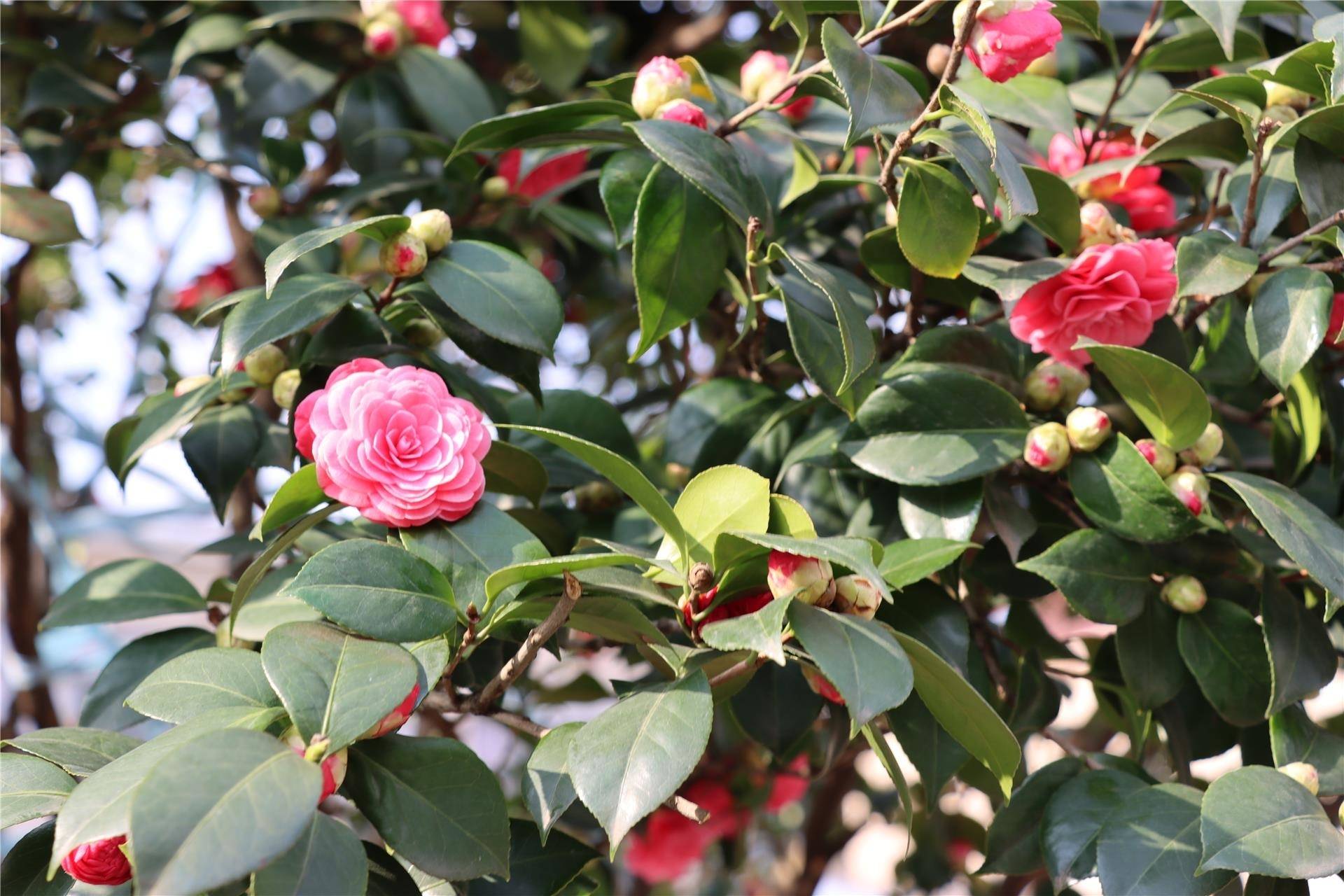 婺城茶花经济持续盛开