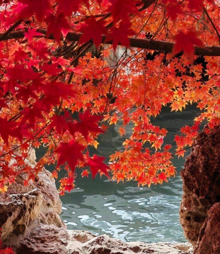 北京最红的红枫树在哪里