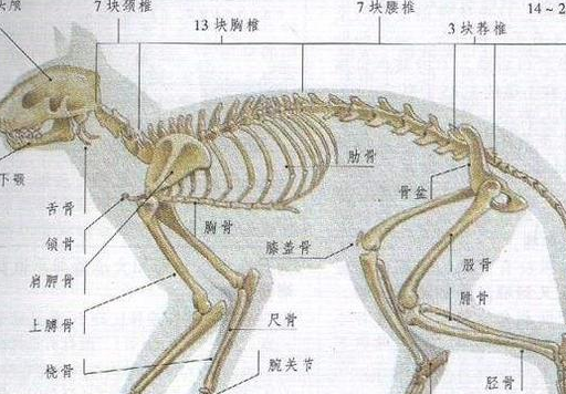 动物趣闻:猫咪的冷知识,你都知道哪些?