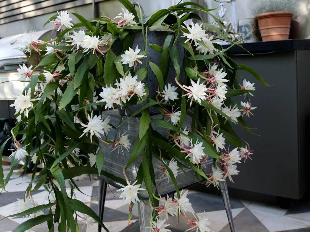 昙花盛开能有多美_html_http_www