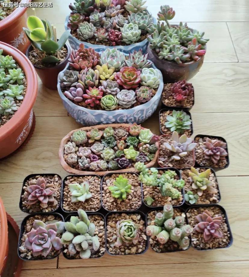 花盆里_养护_根系